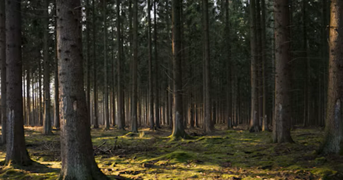 forest-industry-cover-image Global Forest Products